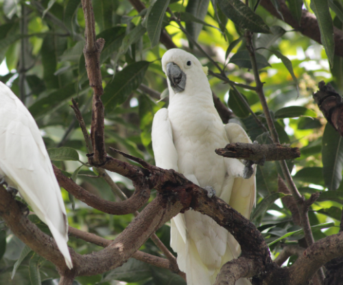 Kakatua Jambul Kuning (Cacatua sulphurea)