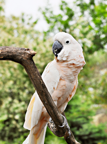 Kakatua Maluku (Cacatua moluccensis)