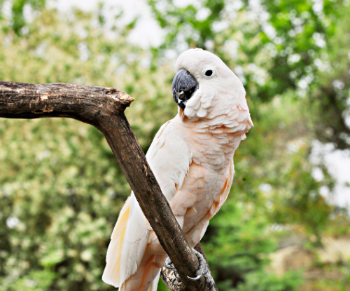 Kakatua Maluku (Cacatua moluccensis)