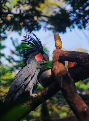 Kakatua Raja (Probosciger aterrimus)