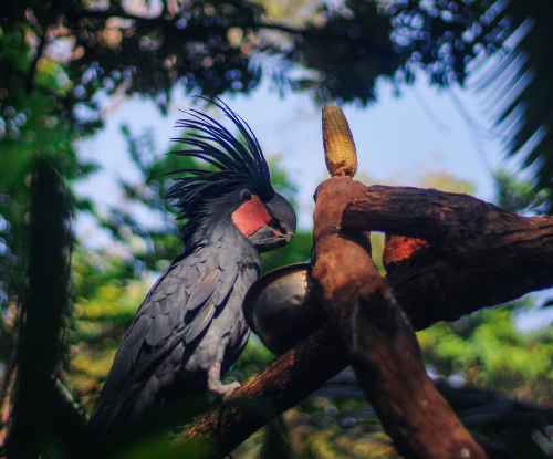 Kakatua Raja (Probosciger aterrimus)