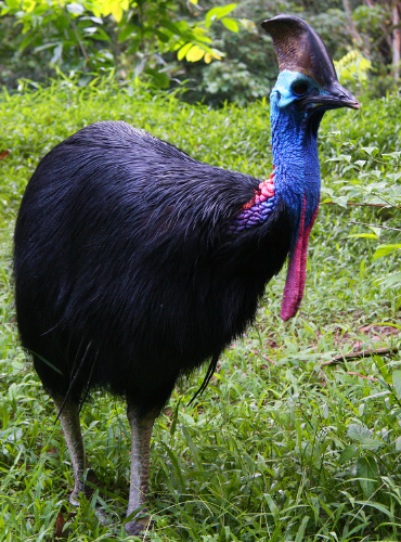 Kasuari Gelambir Ganda (Casuarius casuarius)