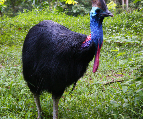 Kasuari Gelambir Ganda (Casuarius casuarius)