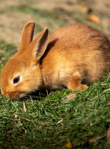 Kelinci Domestik (Oryctolagus cuniculus)
