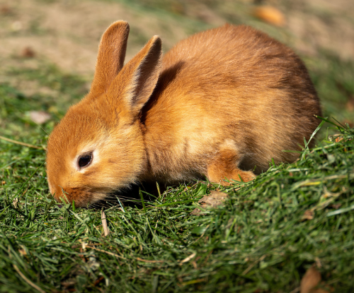 Kelinci Domestik (Oryctolagus cuniculus)