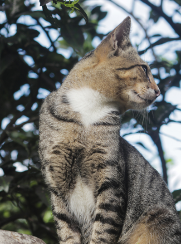 Kucing Domestik (Felis catus)
