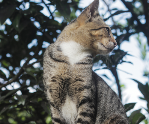 Kucing Domestik (Felis catus)