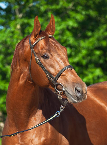 Kuda Sumbawa (Equus caballus)