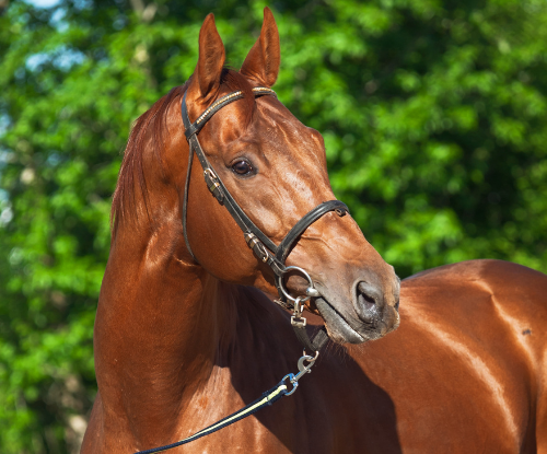 Kuda Sumbawa (Equus caballus)