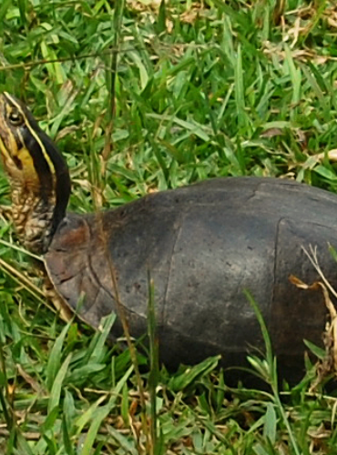 Kura-kura Batok (Cuora amboinensis)