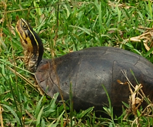Kura-kura Batok (Cuora amboinensis)