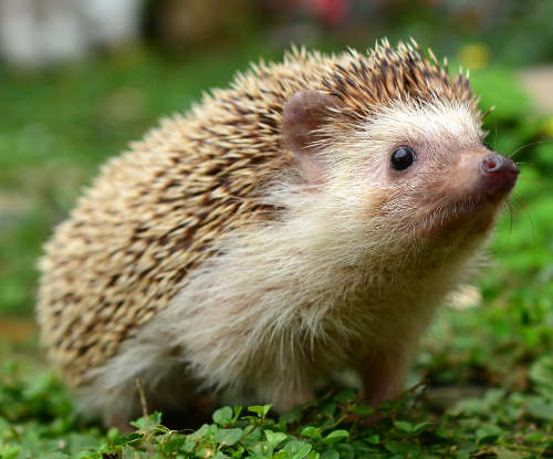 Landak Mini Afrika (Atelerix albiventris)