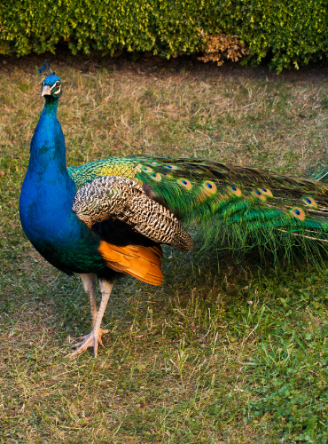 Merak Hijau (Pavo muticus)