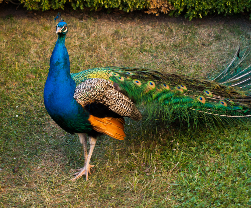 Merak Hijau (Pavo muticus)