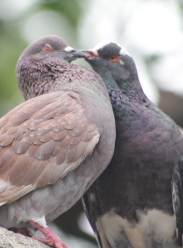 Merpati Karang (Columba livia domestica)