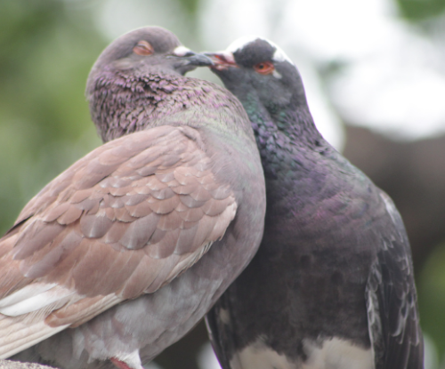 Merpati Karang (Columba livia domestica)