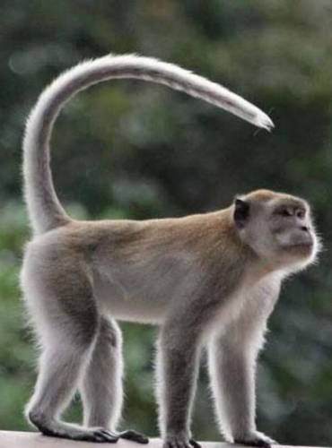 Monyet Ekor Panjang (Macaca fascicularis)