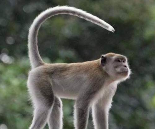 Monyet Ekor Panjang (Macaca fascicularis)