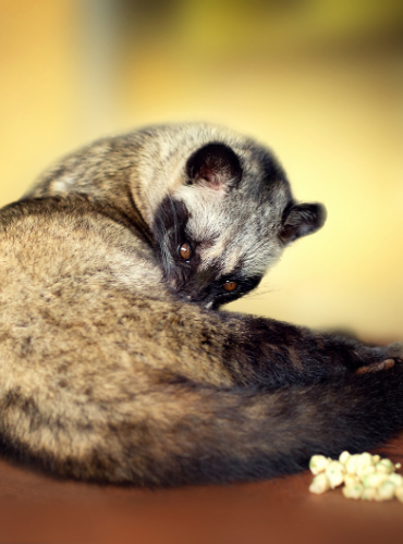 Musang Pandan (Paradoxurus hermaphroditus)