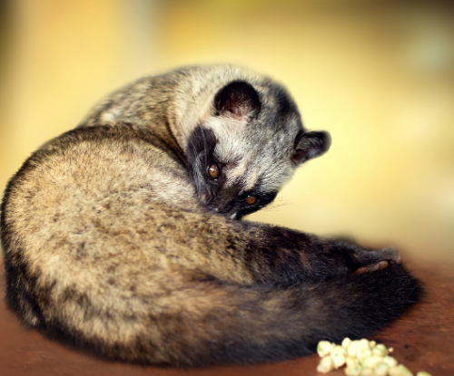 Musang Pandan (Paradoxurus hermaphroditus)