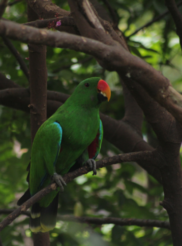 Nuri Bayan (Eclectus roratus)