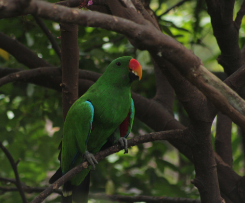 Nuri Bayan (Eclectus roratus)