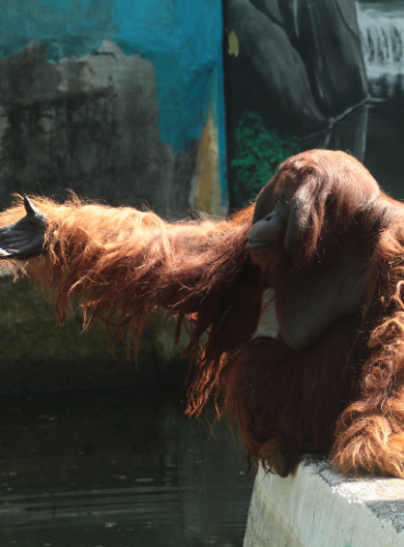 Orangutan (Pongo sp.)