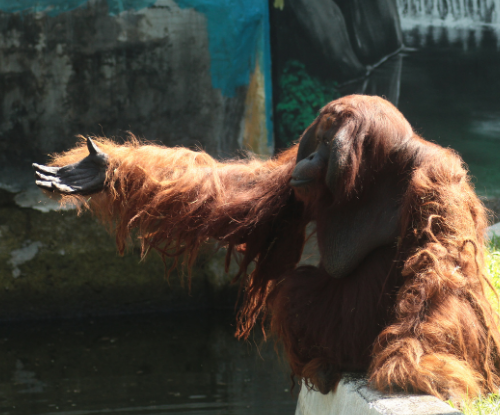 Orangutan (Pongo sp.)