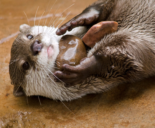 Berang-berang Cakar Kecil Asia (Aonyx cinereus)