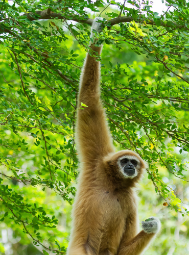 Owa (Siamang) (Symphalangus syndactylus)