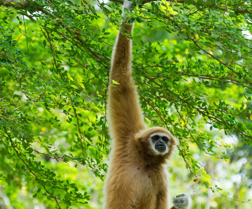 Owa (Siamang) (Symphalangus syndactylus)