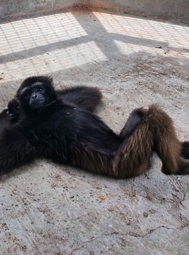 Owa (Siamang)