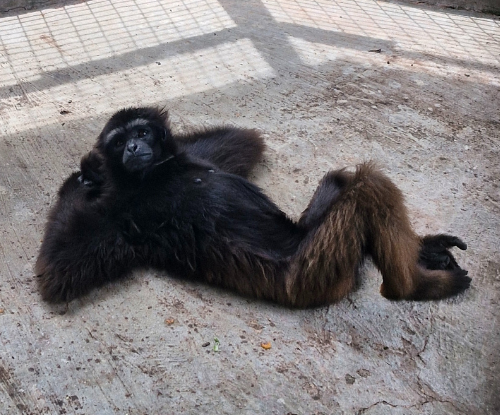 Owa (Siamang)