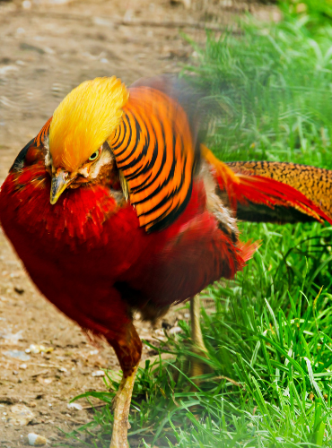 Pegar Emas (Chrysolophus pictus)