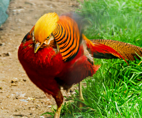 Pegar Emas (Chrysolophus pictus)