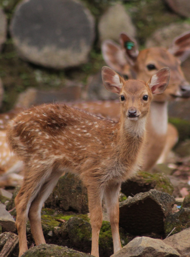 Rusa Tutul (Axis axis)