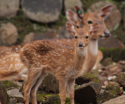 Rusa Tutul (Axis axis)