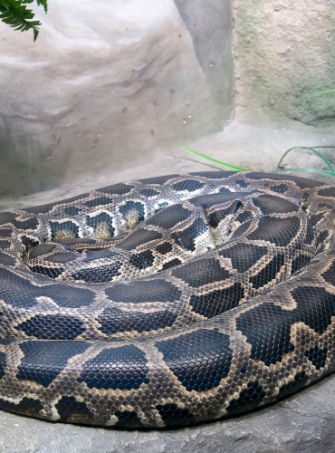 Sanca Bodo (Python molurus)