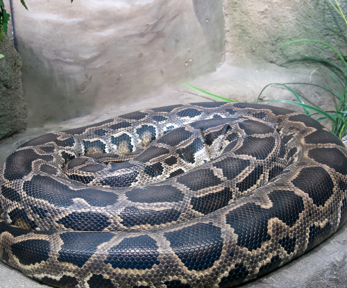 Sanca Bodo (Python molurus)