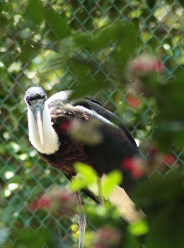 Sandang Lawe (Ciconia episcopus)
