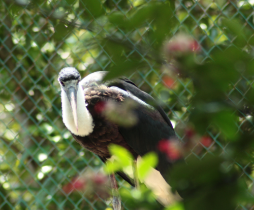 Sandang Lawe (Ciconia episcopus)