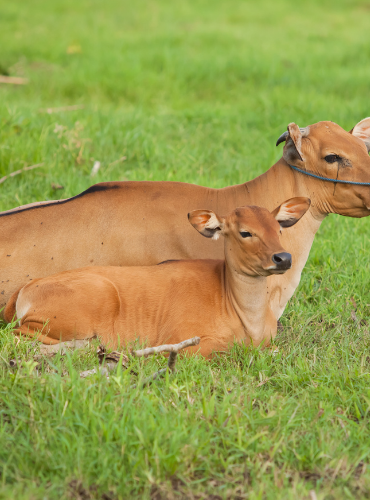 Sapi Bali (Bos javanicus domesticus)