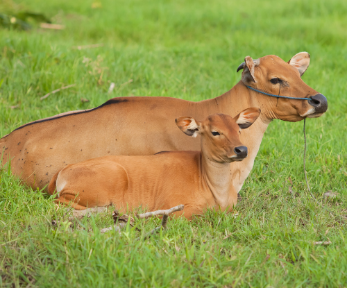 Sapi Bali (Bos javanicus domesticus)