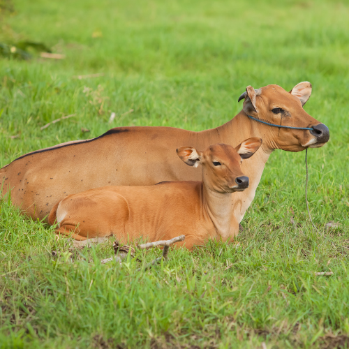 Sapi Bali (Bos javanicus domesticus) - Semarang Zoo