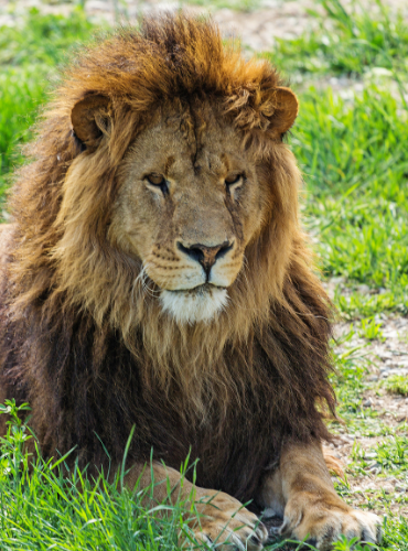 Singa Afrika (Panthera leo)