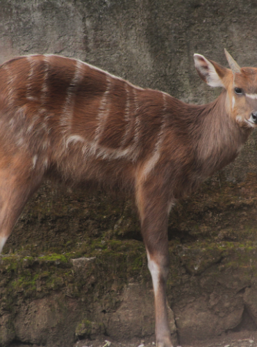 Sitatunga (Tragelaphus spekii)