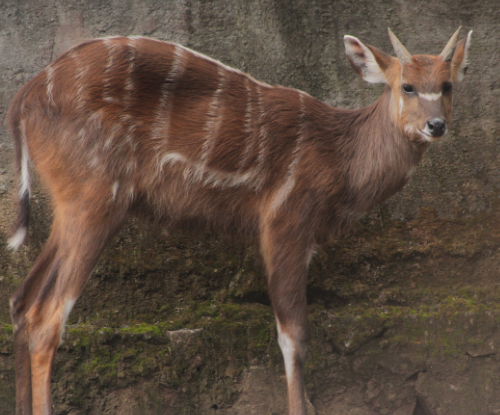 Sitatunga (Tragelaphus spekii)