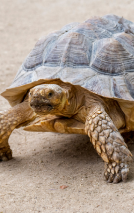 Kura-Kura Sulcata (Centrochelys sulcata)