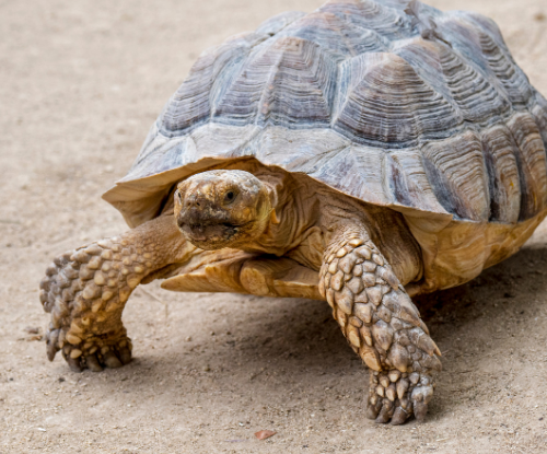 Kura-Kura Sulcata (Centrochelys sulcata)