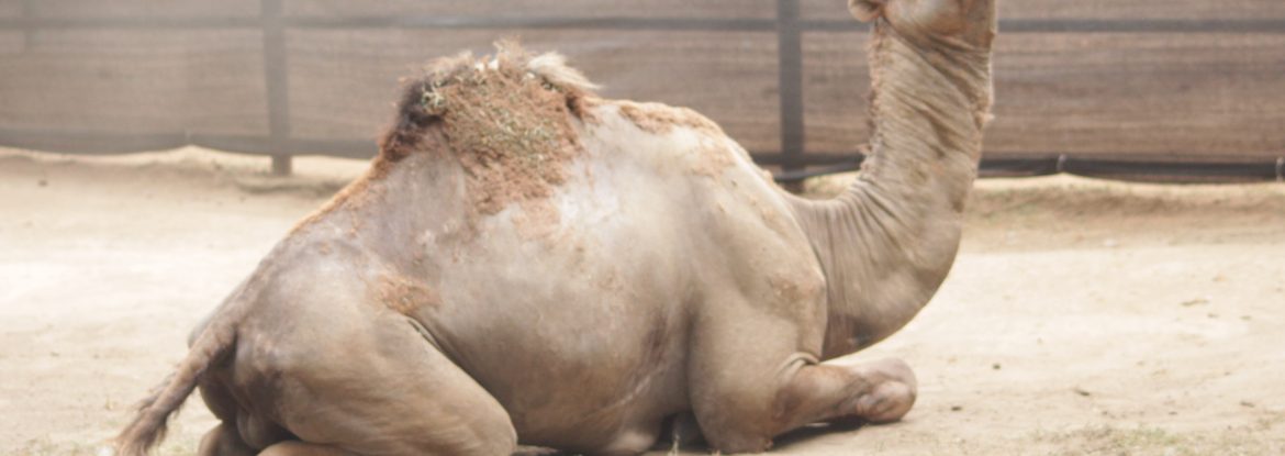 Unta Punuk Satu (Camelus dromedarius)